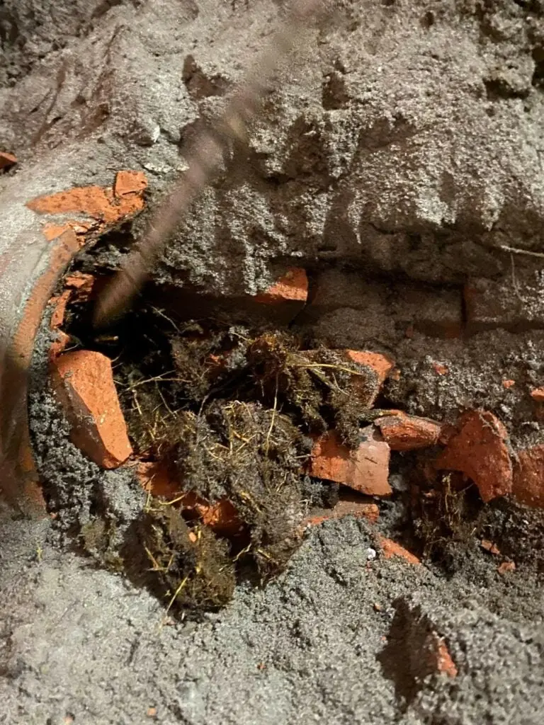 Roots growing through a broken clay pipe in an excavated trench