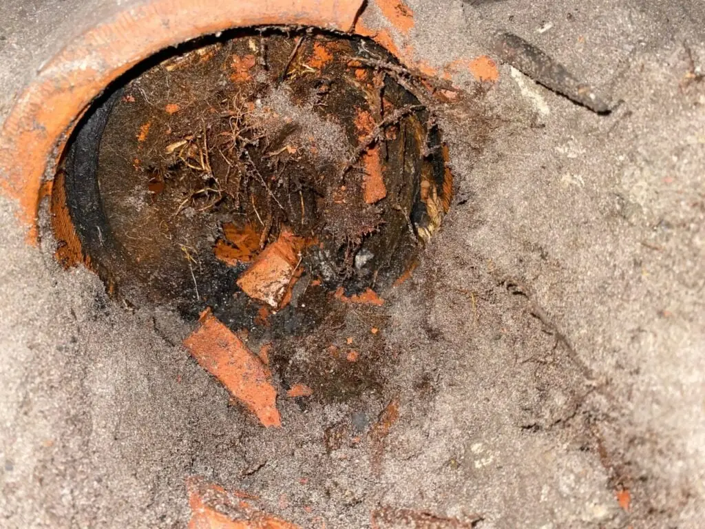 Tree roots packed inside a broken clay sewer pipe